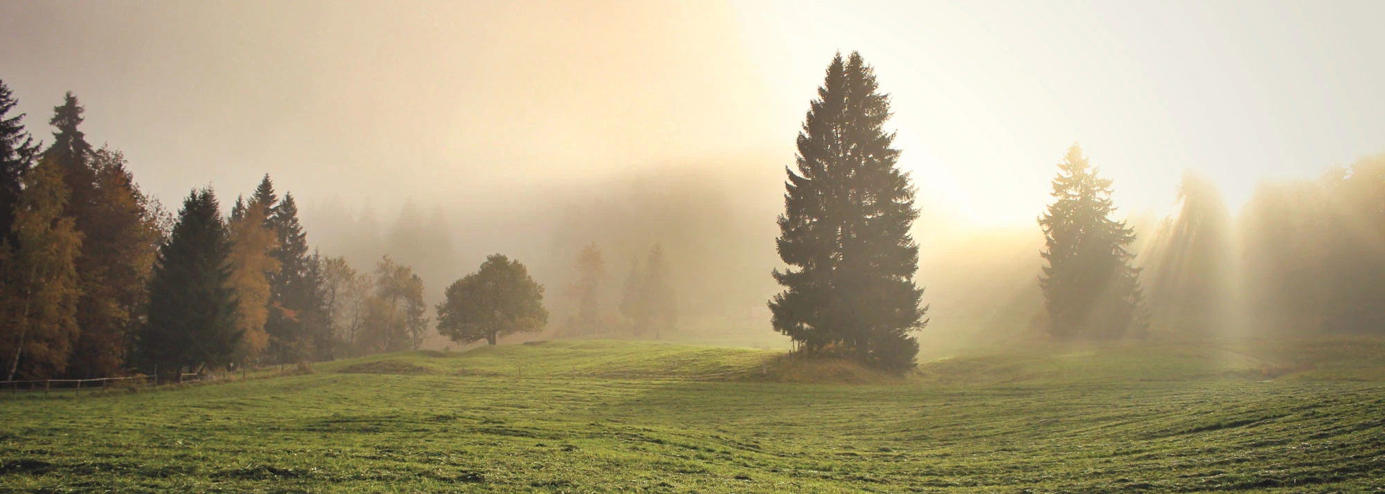 Morgendlicher Wald mit Sonnenstrahlen